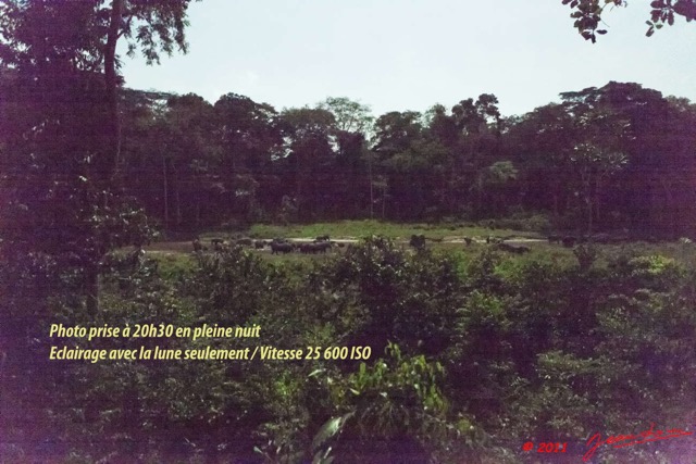 031 MOUPIA 6 Elephants la Nuit au Bai 1 11E5K2IMG_69376wtmk.jpg