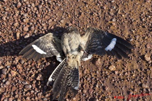 034 MOUPIA 6 Oiseau Engoulevent Caprimulgus sp 11E5K2IMG_69405wtmk.jpg