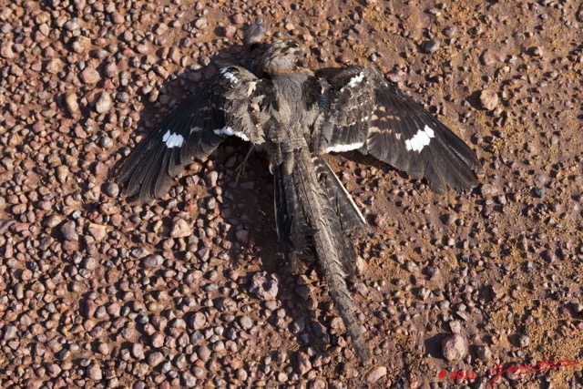035 MOUPIA 6 Oiseau Engoulevent Caprimulgus sp 11E5K2IMG_69412wtmk.jpg