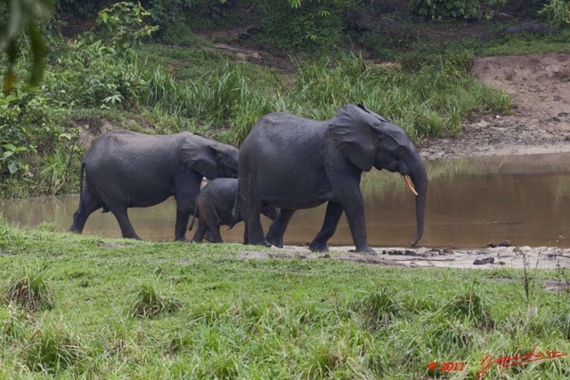 037 MOUPIA 7 Elephants au Bai 1 11E5K2IMG_71059wtmk.jpg