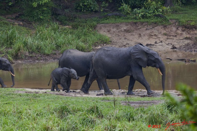 038 MOUPIA 7 Elephants au Bai 1 11E5K2IMG_71060wtmk.jpg