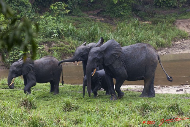 041 MOUPIA 7 Elephants au Bai 1 11E5K2IMG_71071wtmk.jpg