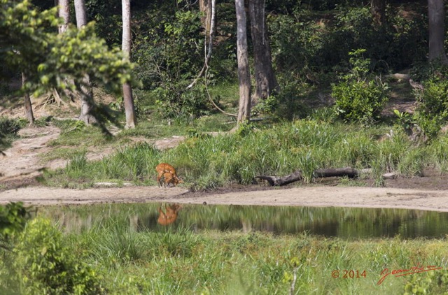 029 MOUPIA 7 le Bai Guib Harnache Tragelaphus scriptus f 14E5K3IMG_96432wtmk.jpg