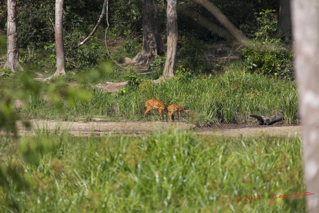 033 MOUPIA 7 le Bai Guib Harnache Tragelaphus scriptus f 14E5K3IMG_96440wtmk.jpg