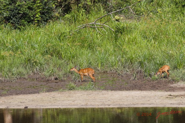 036 MOUPIA 7 le Bai Guib Harnache Tragelaphus scriptus f 14E5K3IMG_96453awtmk.jpg