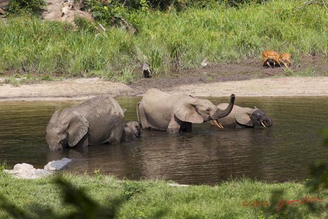 046 MOUPIA 7 le Bai Famille Elephant et Guib Harnache 14E5K3IMG_96477wtmk.jpg