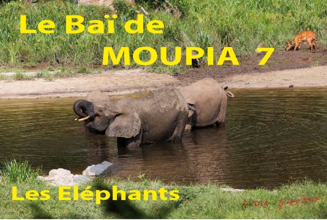 047 Titre Photos Moupia 7 Elephants-01.jpg