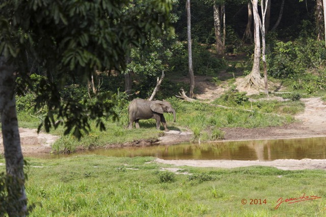 050 MOUPIA 7 le Bai Elephant Loxodonta africana cyclotis Arrivee 14E5K3IMG_96455wtmk.jpg