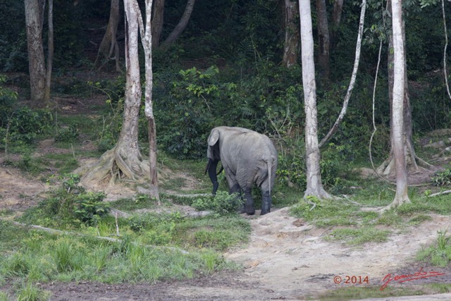 051 MOUPIA 7 le Bai Elephant Loxodonta africana cyclotis Depart Solitaire 14E5K3IMG_96568wtmk.jpg