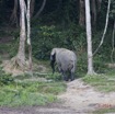 051 MOUPIA 7 le Bai Elephant Loxodonta africana cyclotis Depart Solitaire 14E5K3IMG_96568wtmk.jpg