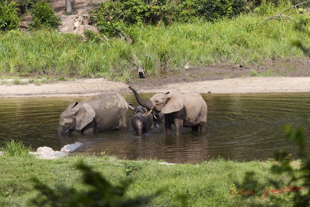 053 MOUPIA 7 le Bai Elephants Loxodonta africana cyclotis 14E5K3IMG_96488wtmk.jpg