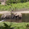 053 MOUPIA 7 le Bai Elephants Loxodonta africana cyclotis 14E5K3IMG_96488wtmk.jpg