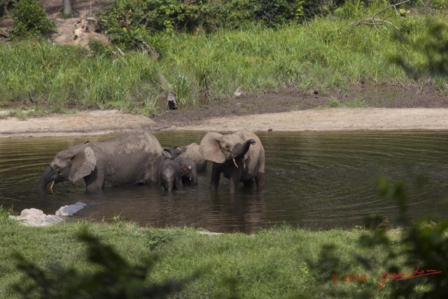 054 MOUPIA 7 le Bai Elephants Loxodonta africana cyclotis 14E5K3IMG_96489wtmk.jpg