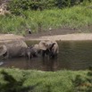 054 MOUPIA 7 le Bai Elephants Loxodonta africana cyclotis 14E5K3IMG_96489wtmk.jpg