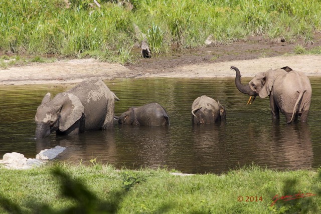 055 MOUPIA 7 le Bai Elephants Loxodonta africana cyclotis 14E5K3IMG_96502wtmk.jpg