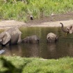 055 MOUPIA 7 le Bai Elephants Loxodonta africana cyclotis 14E5K3IMG_96502wtmk.jpg