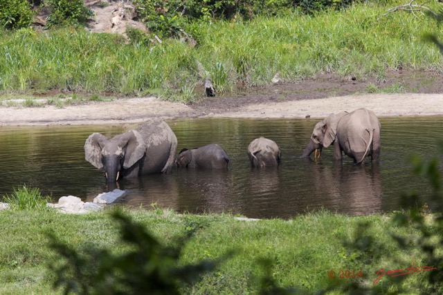 056 MOUPIA 7 le Bai Elephants Loxodonta africana cyclotis 14E5K3IMG_96504wtmk.jpg