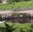 056 MOUPIA 7 le Bai Elephants Loxodonta africana cyclotis 14E5K3IMG_96504wtmk.jpg