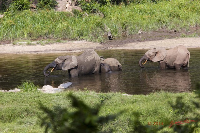 057 MOUPIA 7 le Bai Elephants Loxodonta africana cyclotis 14E5K3IMG_96505wtmk.jpg