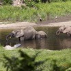 057 MOUPIA 7 le Bai Elephants Loxodonta africana cyclotis 14E5K3IMG_96505wtmk.jpg