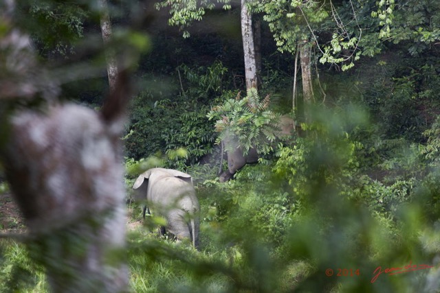 060 MOUPIA 7 le Bai Elephants Loxodonta africana cyclotis Arrivee Famille 14E5K3IMG_96534wtmk.jpg