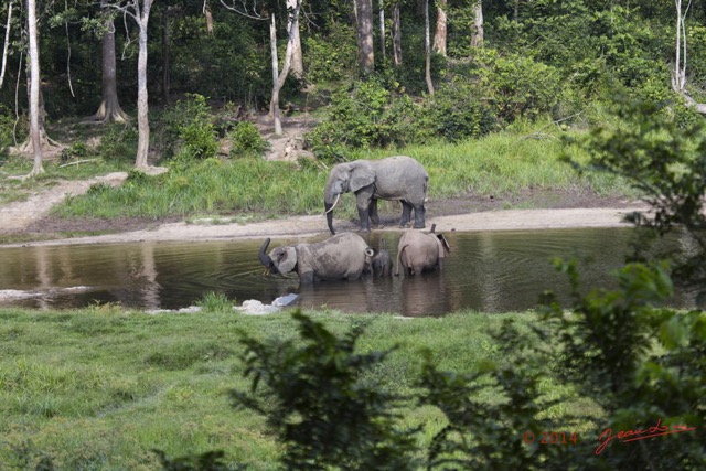 061 MOUPIA 7 le Bai Elephants Loxodonta africana cyclotis Famille et Solitaire 14E5K3IMG_96514wtmk.jpg