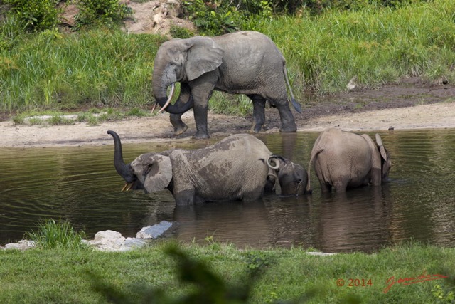 062 MOUPIA 7 le Bai Elephants Loxodonta africana cyclotis Famille et Solitaire 14E5K3IMG_96516wtmk.jpg