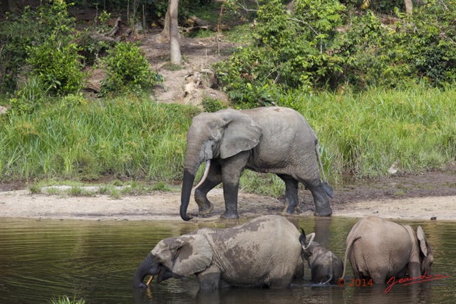 063 MOUPIA 7 le Bai Elephants Loxodonta africana cyclotis Famille et Solitaire 14E5K3IMG_96518wtmk.jpg