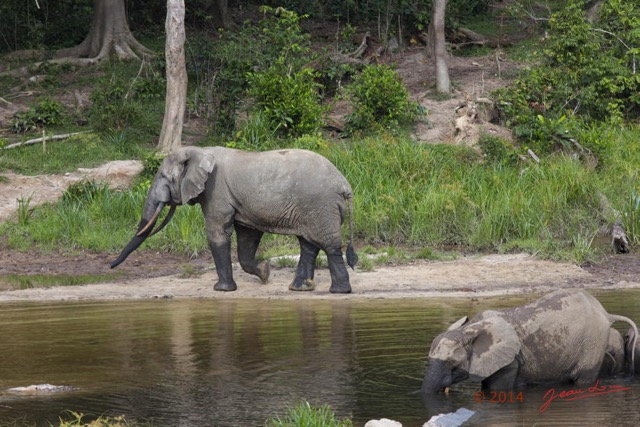 064 MOUPIA 7 le Bai Elephants Loxodonta africana cyclotis Famille et Solitaire 14E5K3IMG_96520wtmk.jpg