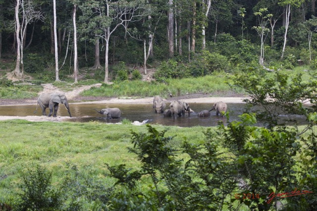 065 MOUPIA 7 le Bai Elephants Loxodonta africana cyclotis Familles 14E5K3IMG_96537wtmk.jpg