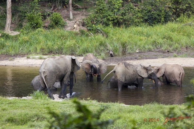 067 MOUPIA 7 le Bai Elephants Loxodonta africana cyclotis Familles 14E5K3IMG_96544wtmk.jpg