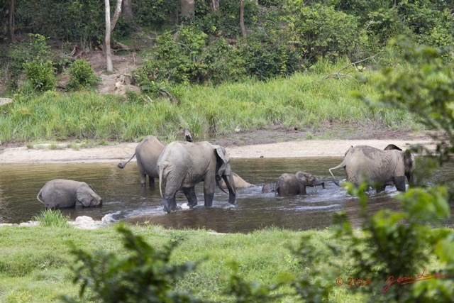 068 MOUPIA 7 le Bai Elephants Loxodonta africana cyclotis Familles 14E5K3IMG_96547wtmk.jpg