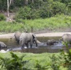 068 MOUPIA 7 le Bai Elephants Loxodonta africana cyclotis Familles 14E5K3IMG_96547wtmk.jpg