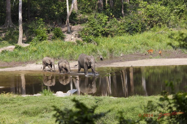 070 MOUPIA 7 le Bai Famille Elephant et Guib Harnache 14E5K3IMG_96460wtmk.jpg