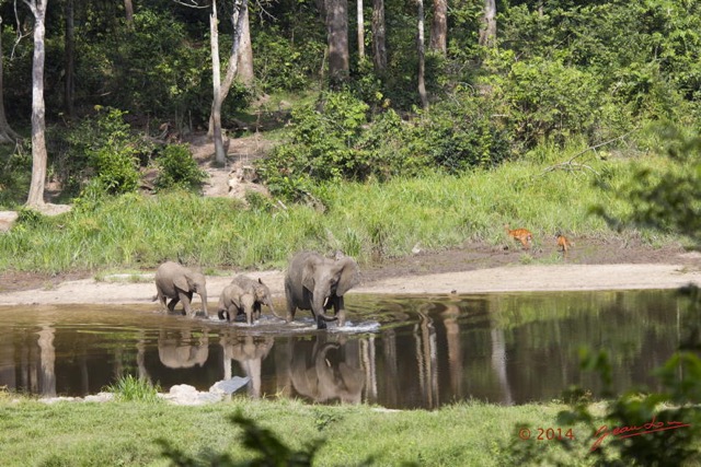 071 MOUPIA 7 le Bai Famille Elephant et Guib Harnache 14E5K3IMG_96461wtmk.jpg