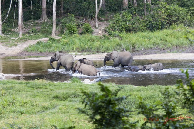 073 MOUPIA 7 le Bai Elephants Loxodonta africana cyclotis Famille Fuyant 14E5K3IMG_96574wtmk.jpg