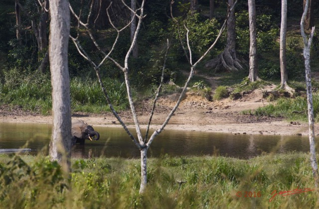 011 MOUPIA 9 Elephant 16E5K3IMG_119421wtmk.jpg