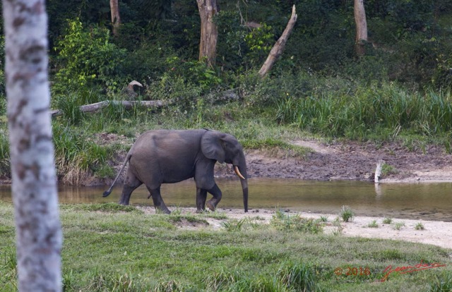 019  MOUPIA 9 Mammalia Proboscidea Elephantidae Elephant Loxodonta africana cyclotis Solitaire 16E5K3IMG_119530wtmk.jpg