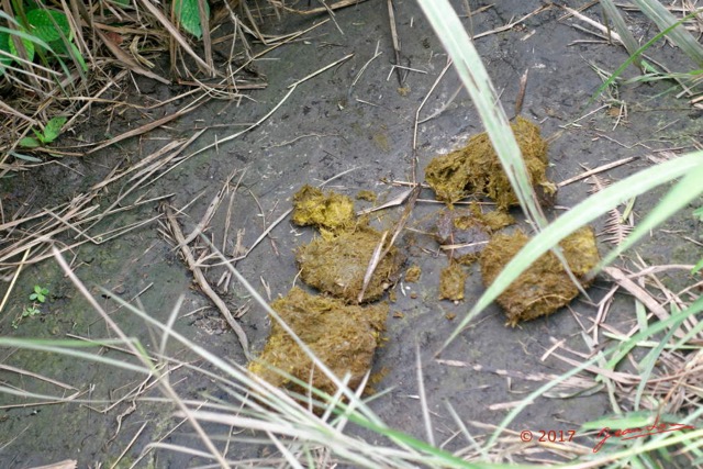 004 MOUPIA 10 Elephants Feces Fraiches 17RX104DSC_101667_DxOwtmk.jpg