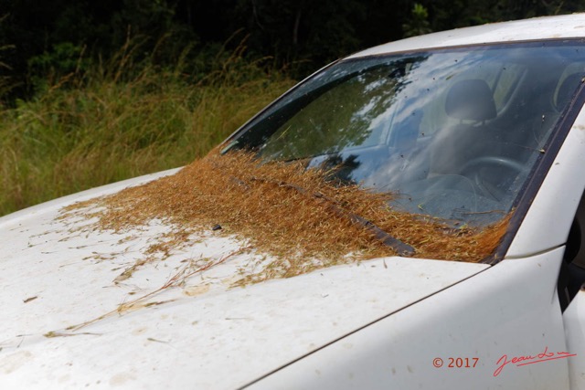 005 MOUPIA 10 Piste Parebrise Voiture avec Herbes 17E5K3IMG_123732_DxOwtmk.jpg