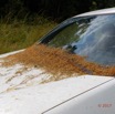 005 MOUPIA 10 Piste Parebrise Voiture avec Herbes 17E5K3IMG_123732_DxOwtmk.jpg