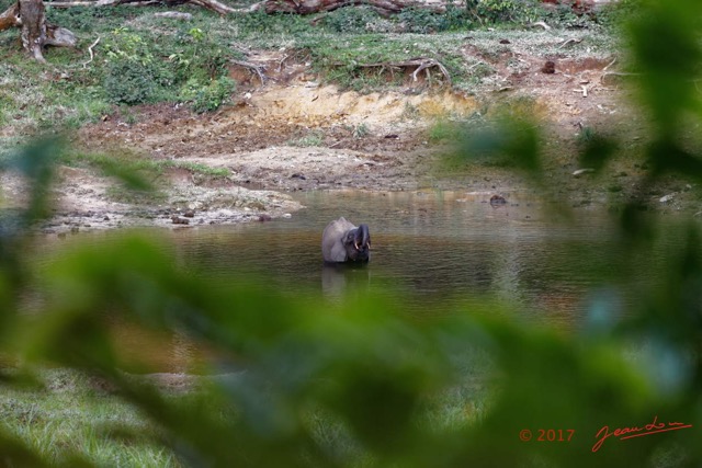 007 MOUPIA 10 Bai 1 Elephanteau Solitaire 17E5K3IMG_123734_DxOawtmk.jpg