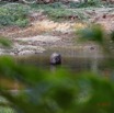 007 MOUPIA 10 Bai 1 Elephanteau Solitaire 17E5K3IMG_123734_DxOawtmk.jpg