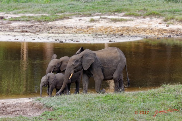 008 MOUPIA 10 Bai 1 Elephants Famille de 3 Baignade 17E5K3IMG_123735_DxOawtmk.jpg