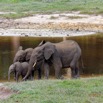 008 MOUPIA 10 Bai 1 Elephants Famille de 3 Baignade 17E5K3IMG_123735_DxOawtmk.jpg