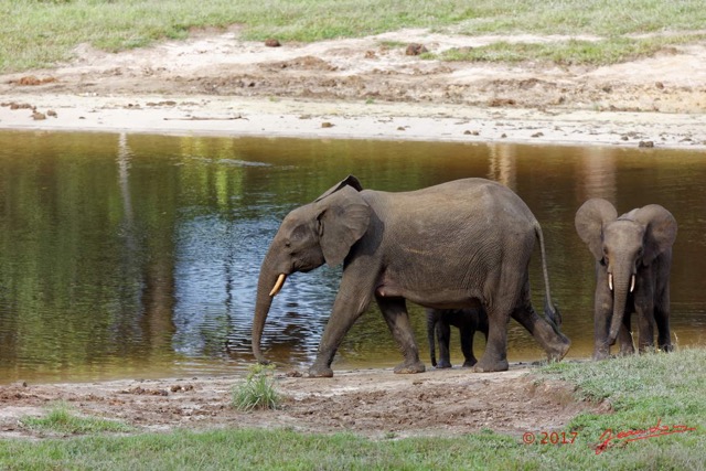 009 MOUPIA 10 Bai 1 Elephants Famille de 3 Baignade 17E5K3IMG_123736_DxOawtmk.jpg