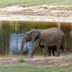 009 MOUPIA 10 Bai 1 Elephants Famille de 3 Baignade 17E5K3IMG_123736_DxOawtmk.jpg