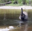 012 MOUPIA 10 Bai 1 Elephants Famille de 3 Baignade 17E5K3IMG_123740wtmk.jpg