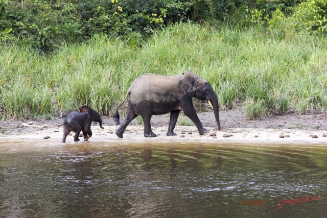 018 MOUPIA 10 Bai 1 Elephants Famille de 3 Depart 17E5K3IMG_123761wtmk.jpg