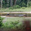 021 MOUPIA 10 Bai 1 Elephants Groupe 4 Pachydermes 17E5K3IMG_123753_DxOwtmk.jpg